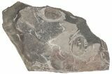 Ordovician Trilobite Mortality Plate (Pos/Neg) - Morocco #194174-4